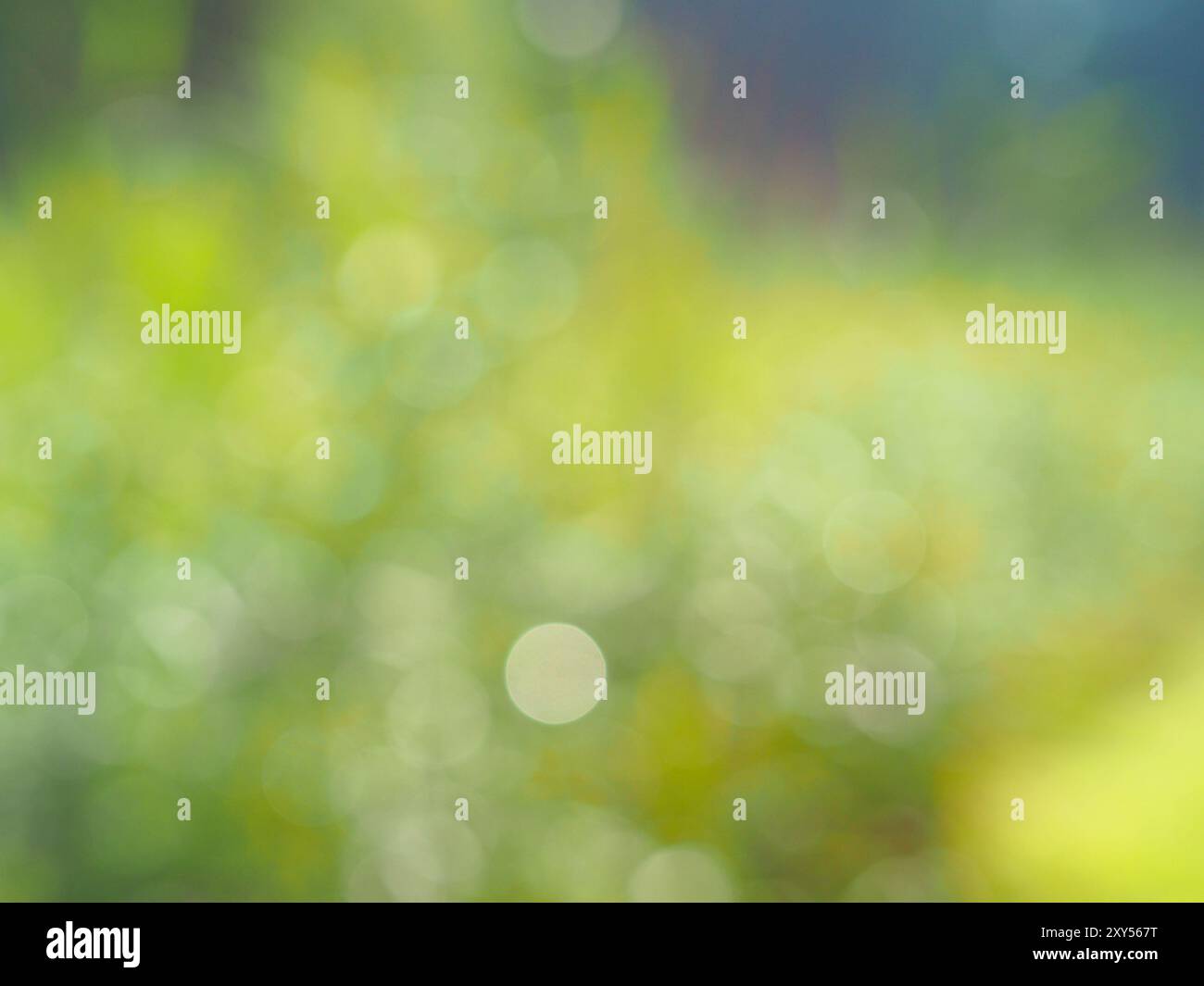 Natürliche bokeh Hintergrund an einem sonnigen Tag, Hintergrund unscharf, verschwommen Textur Stockfoto