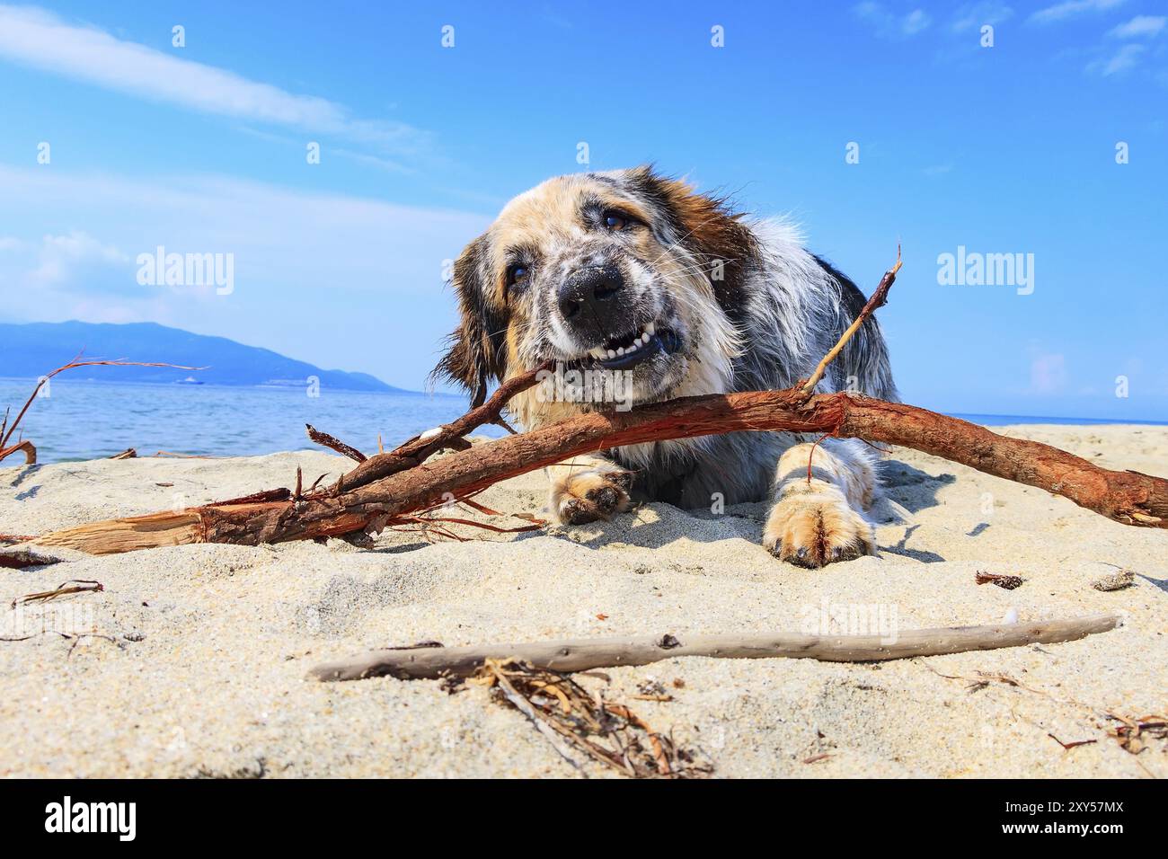Portrait von Weiß, Braun und Schwarz große Rasse Hund kauen und Spielen mit Stick am Strand Stockfoto
