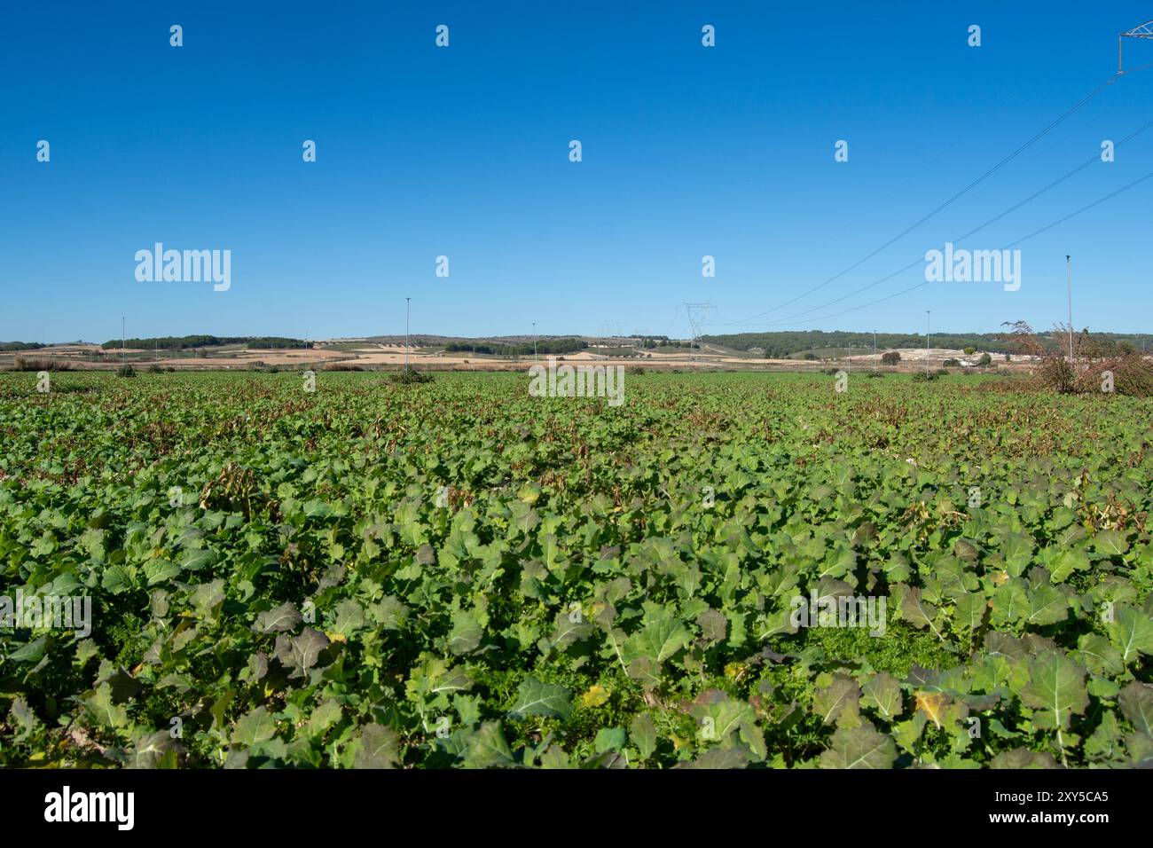 Pflanzung, Anbau von Rapssamen Stockfoto