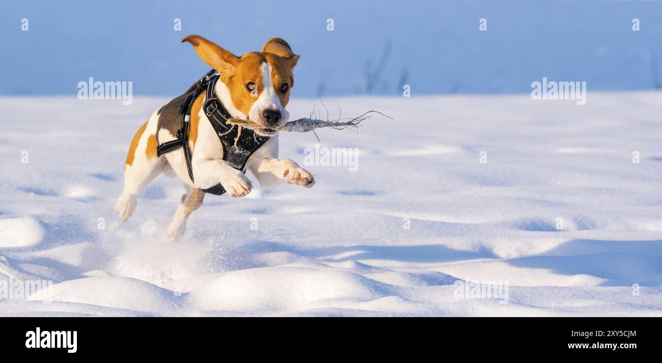 Beagle Hund läuft und spielt im Winterfeld an einem sonnigen frostigen Tag. Hunde Hintergrund Stockfoto