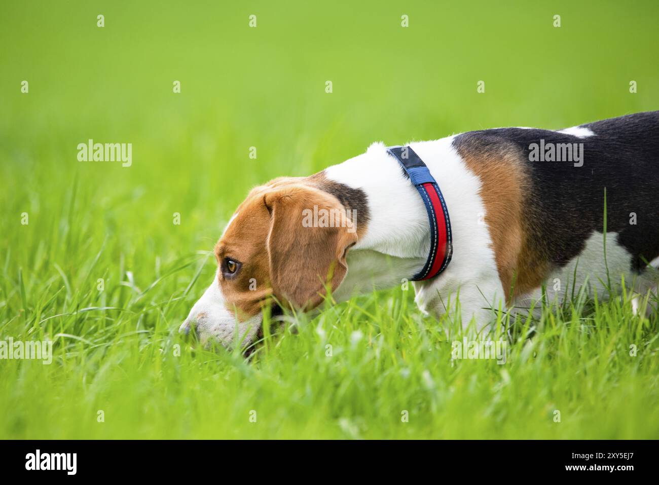 Beagle Hund im Freien im Gras in der Natur Hund Thema Hintergrund Stockfoto