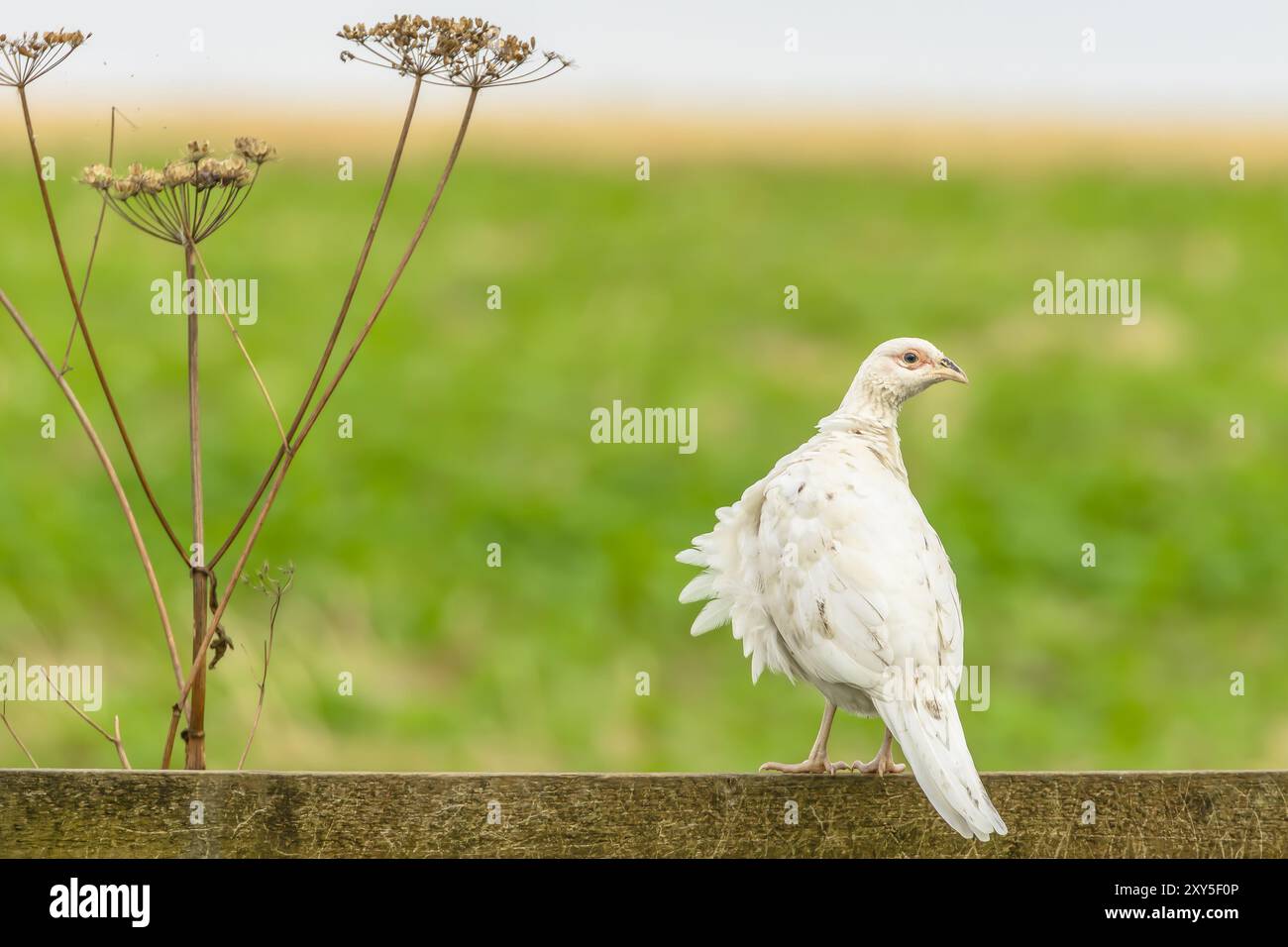 Weißer oder leuzistischer Fasan. Wissenschaftlicher Name: Phasianus colchicus. Wird als Markiervogel verwendet, ein junger, männlicher, weißer Ringfasan, nach rechts und Stockfoto