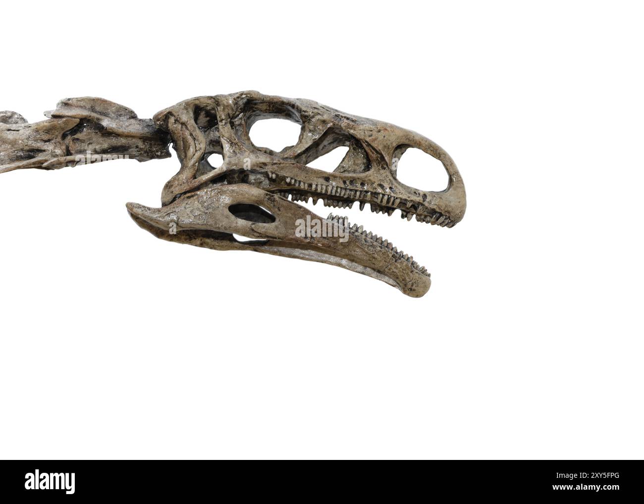 Kopf eines Dinosaurierskeletts isoliert auf weißem Hintergrund Stockfoto