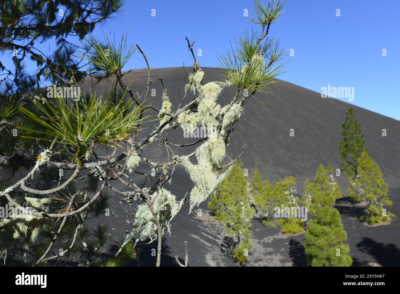 Bärtige Flechten auf Kiefern im Parque Natural de Corona Forestal, Teneriffa, Kanarische Inseln Stockfoto