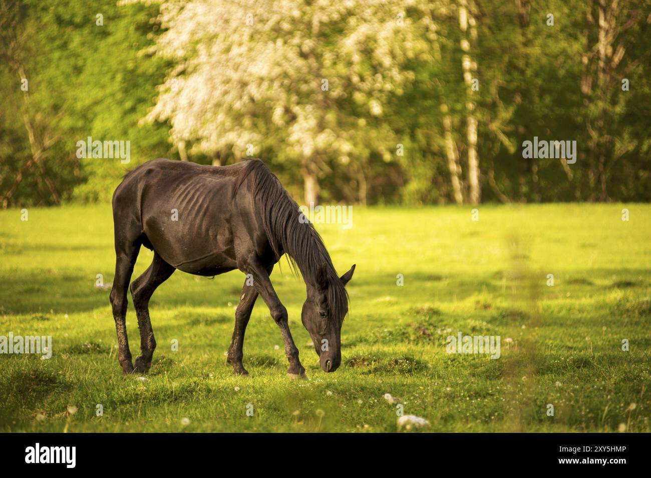 Ein dunkles Pferd weidet auf einer grünen Frühlingsweide vor dem Hintergrund eines jungen Waldes in der untergehenden Sonne Stockfoto