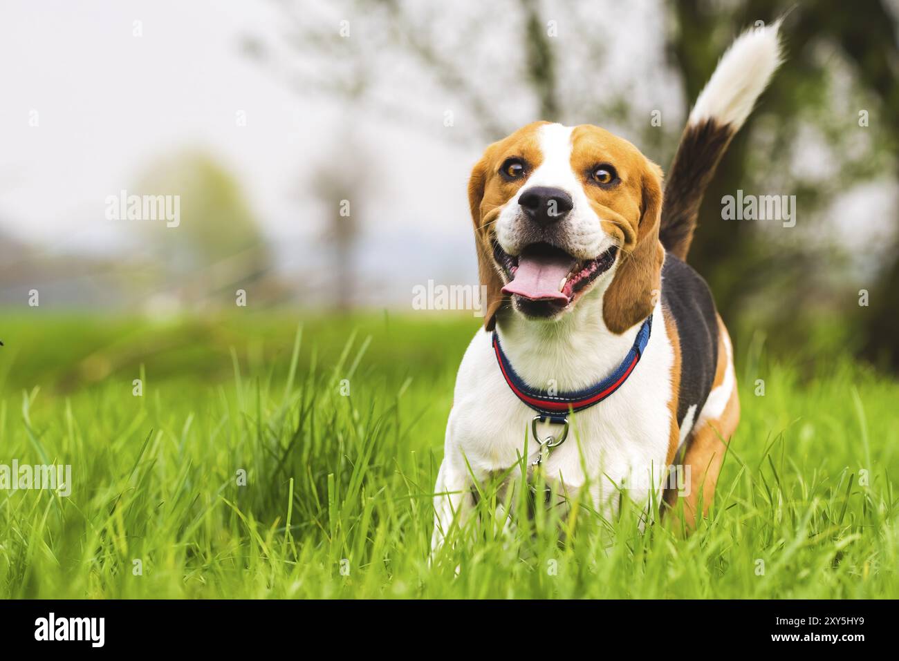 Der Beagle-Hund läuft auf einer Wiese mit der Zunge heraus. Eckzahn Hintergrund Stockfoto