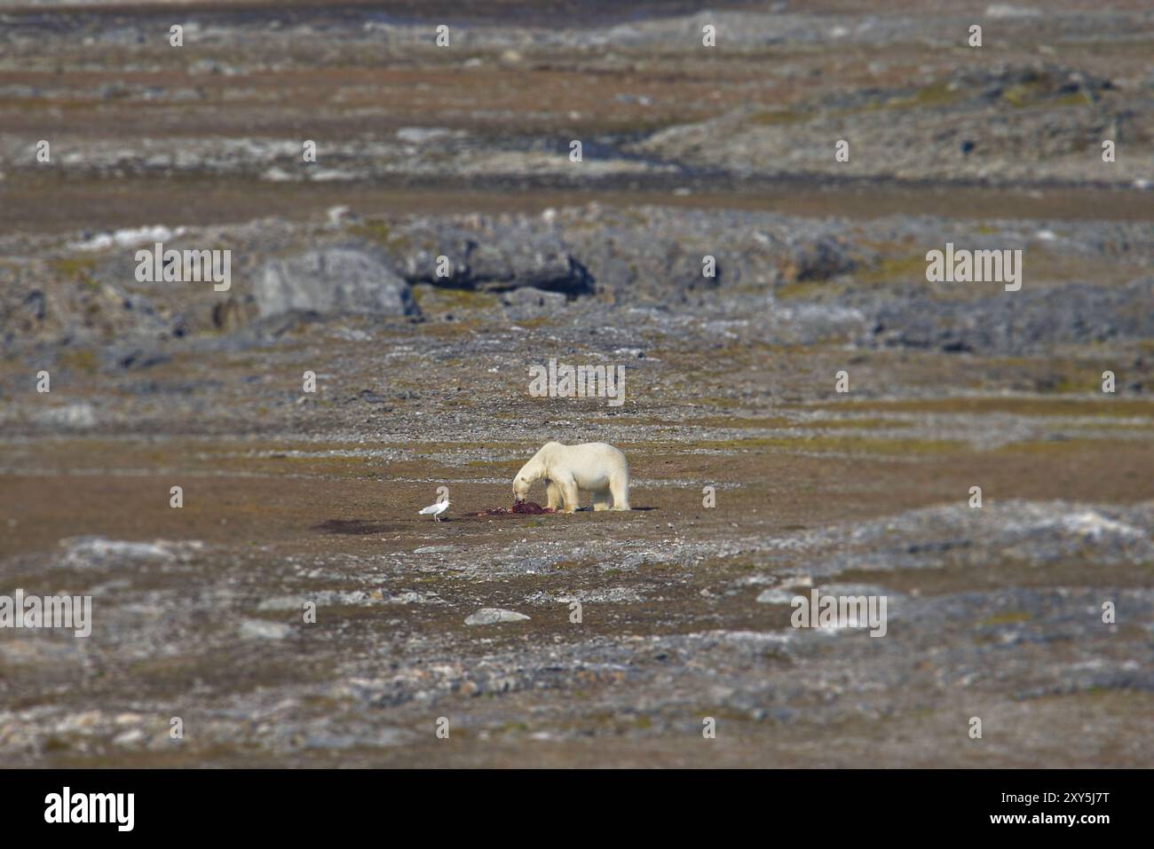 Polarbär in seiner arktischen Umgebung, die Svalbard Inseln Stockfoto