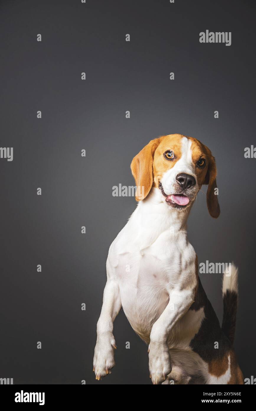 Beagle Hund auf einem grauen Hintergrund stehen auf der Rückseite der Beine, in Richtung Kamera. Monat Zunge öffnen sich Stockfoto