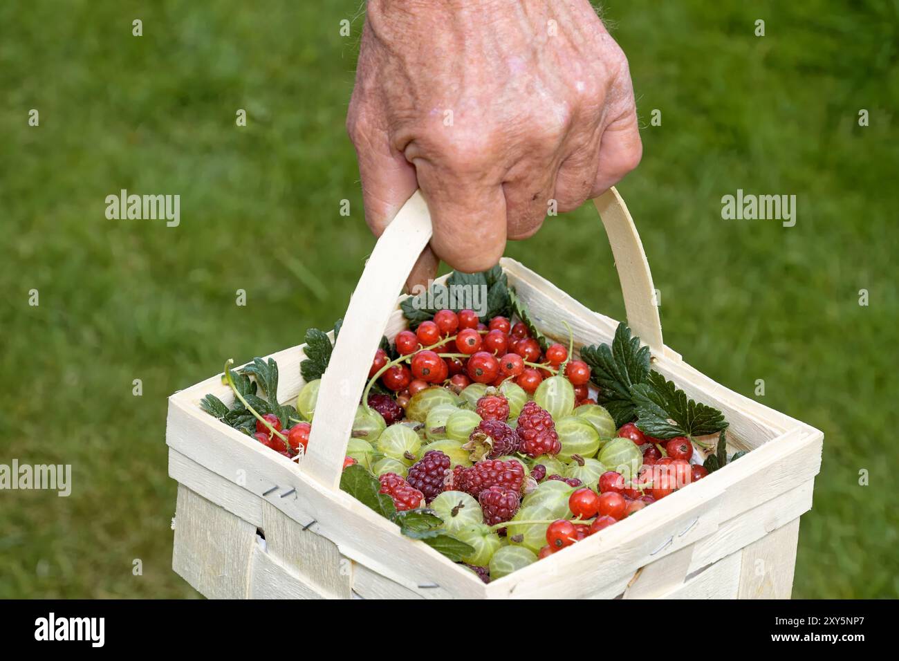 Beeren in einem Korb Stockfoto