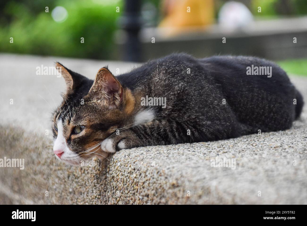 Niedliche, bunte Katze, die auf einer trockenen und sauberen, mit Kieselsteinen bedeckten Fläche im Park liegt Stockfoto