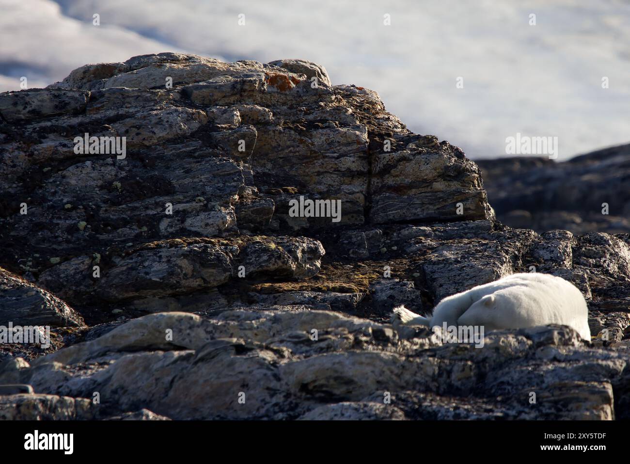 Polarbär in seiner arktischen Umgebung, die Svalbard Inseln Stockfoto