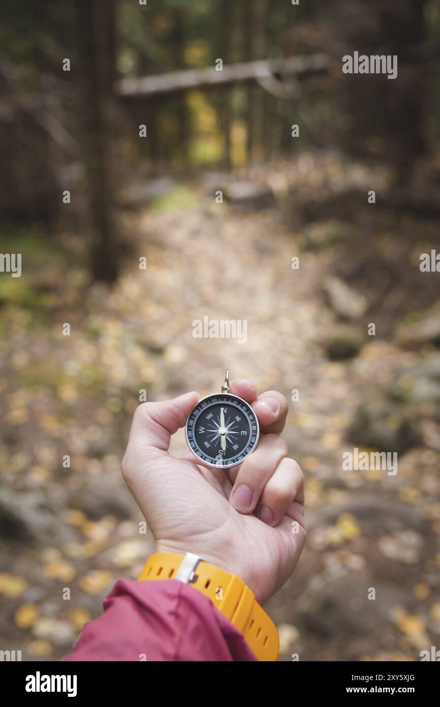 Ein schöner Herrenzeiger mit gelbem Uhrenarmband hält einen magnetischen Kompass im Nadelwald. Das Konzept, den Weg und zu finden Stockfoto