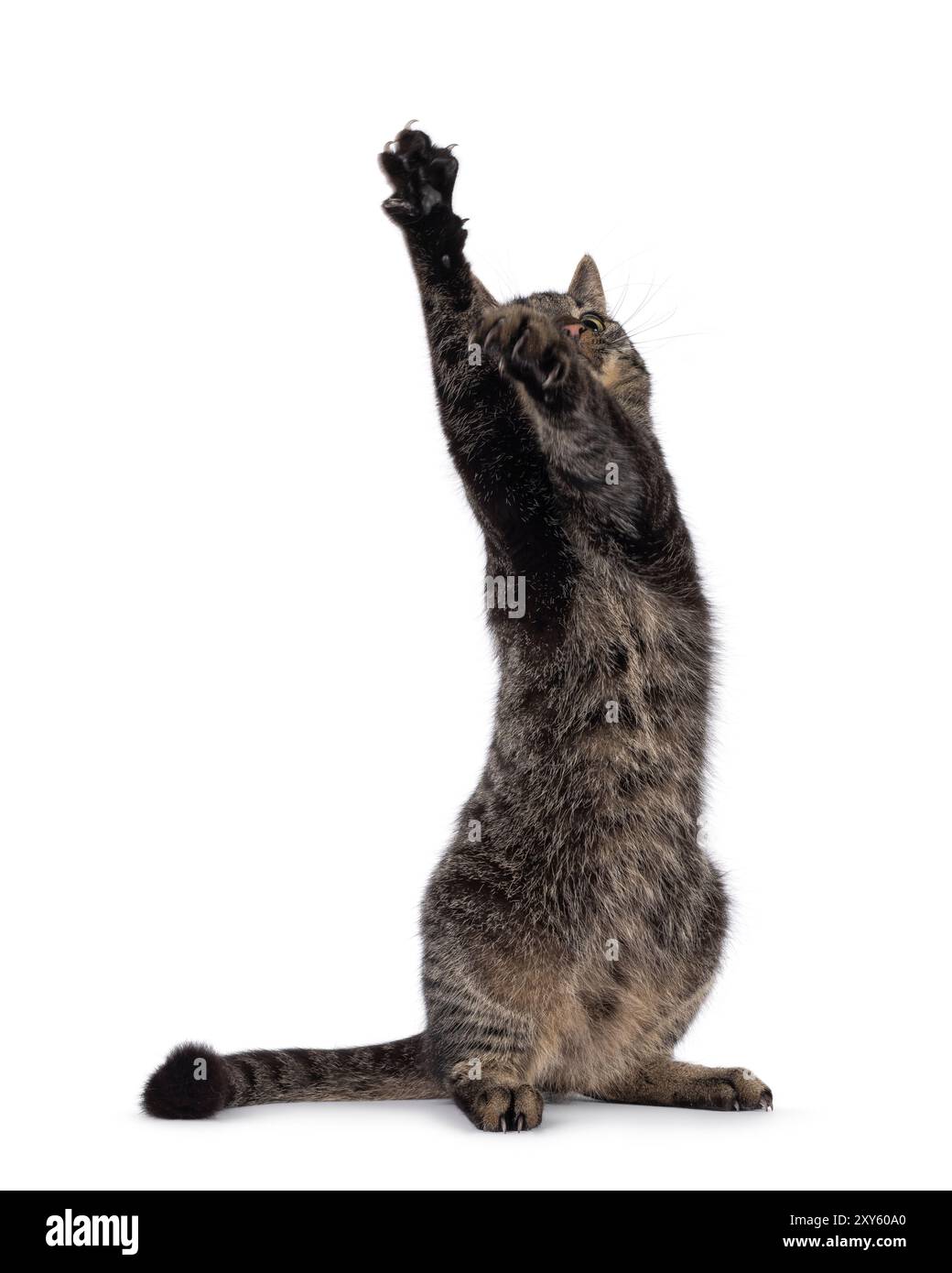 Klassische Tabby-Hauskatze, die auf Hinterpfoten sitzt. Die Vorderpfoten reichen hoch in die DAP-Position. Ich schaue nach oben und weg von der Kamera. Isoliert auf einem weißen Hintergrund Stockfoto