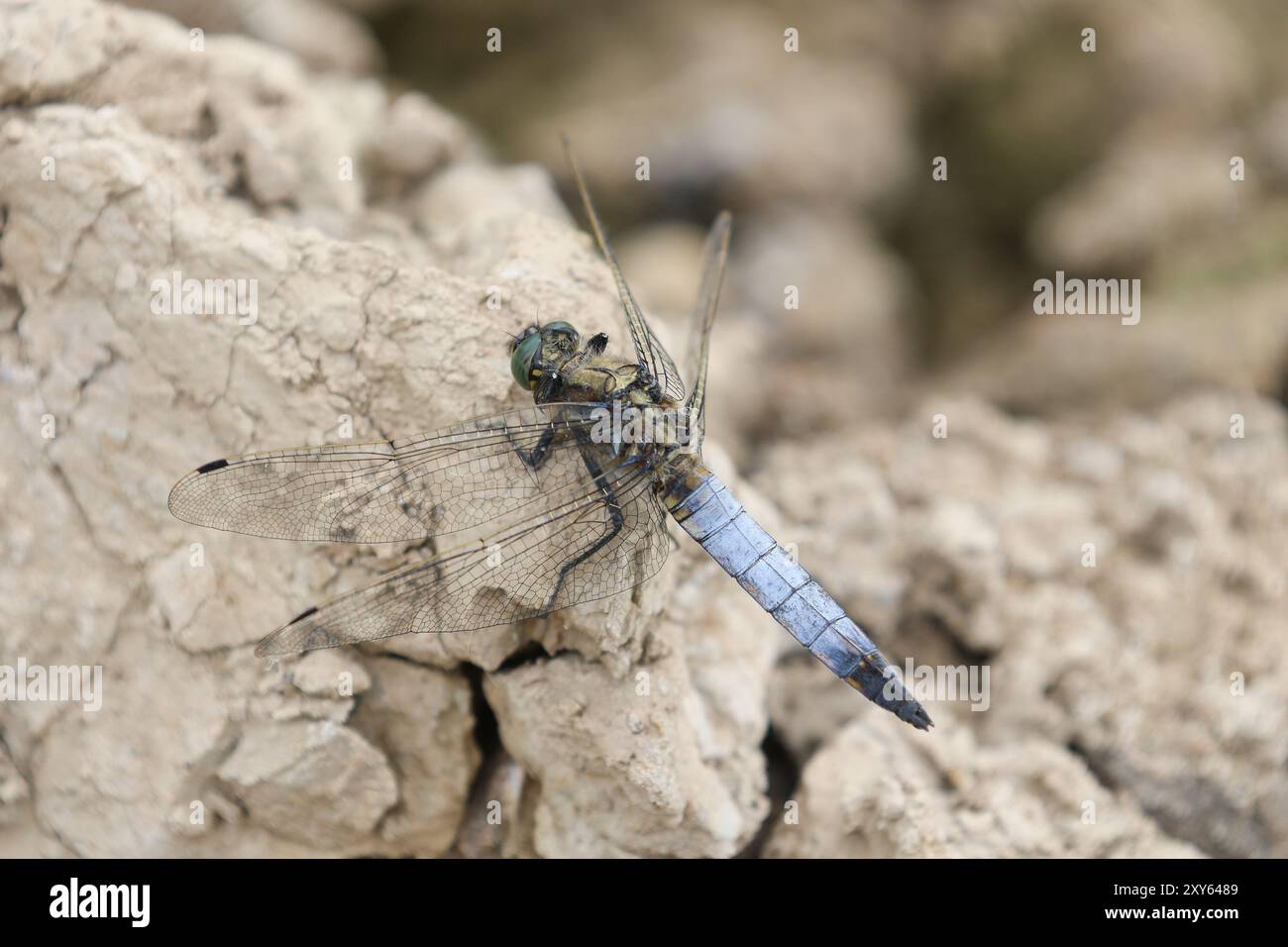 Schwarzschwanz-Skimmer Dragonfly adulte männlich - Orthetrum cancellatum Stockfoto