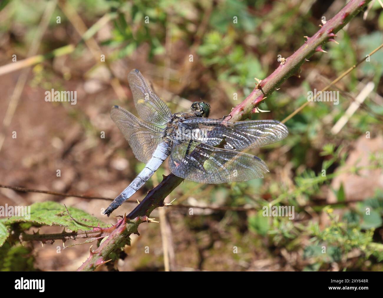 Schwarzschwanzskimmer Libelle männlich - Orthetrum cancellatum Stockfoto