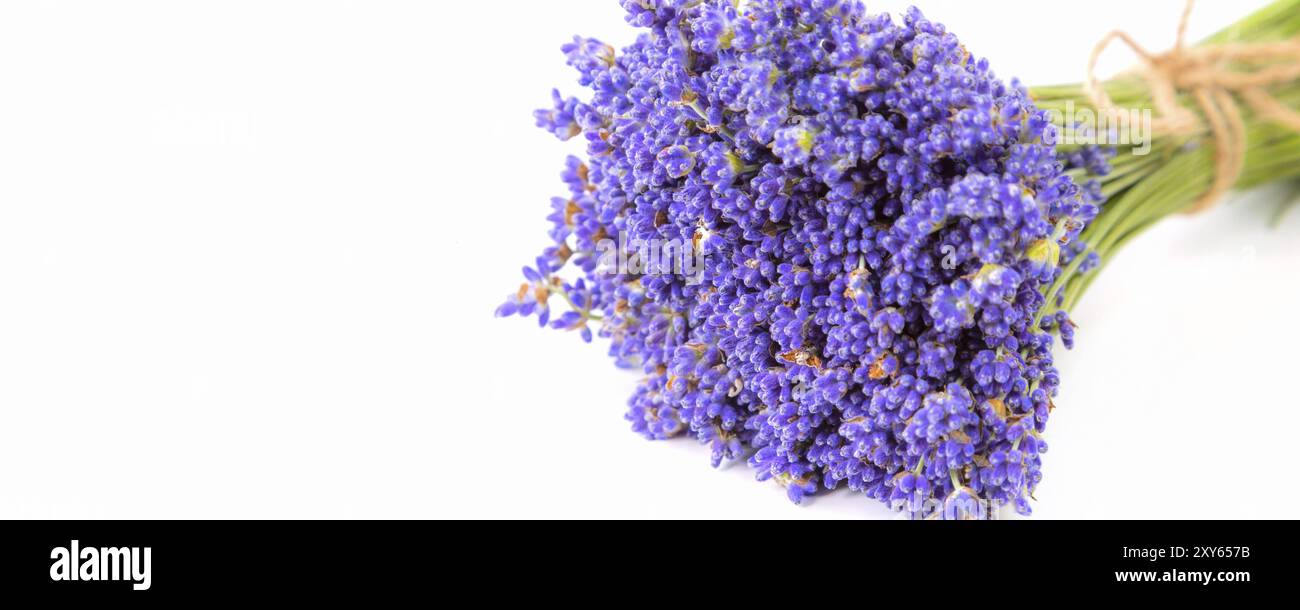 Lavendelblüten, frischer Lavendel, Copy Space Banner Stockfoto