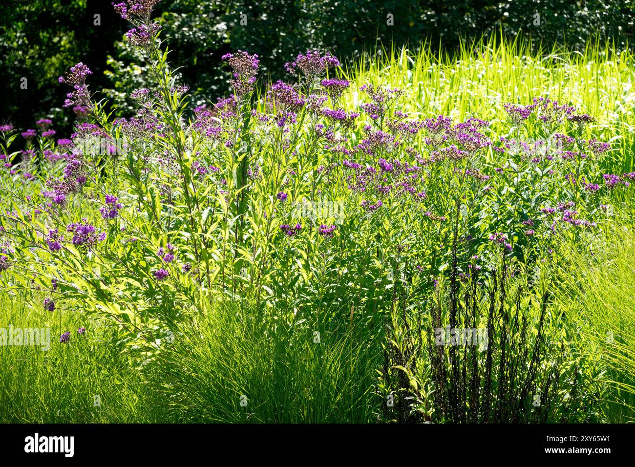 Großer Ozark Arkansas Ironweed Vernonia arkansana syn Vernonia crinita in Gräsern große Pflanzen im Garten wachsen im Hintergrund Stockfoto