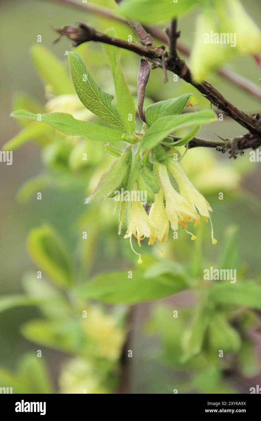 Mayberry Blume, Lonicera kamtschatica Blume 05 Stockfoto