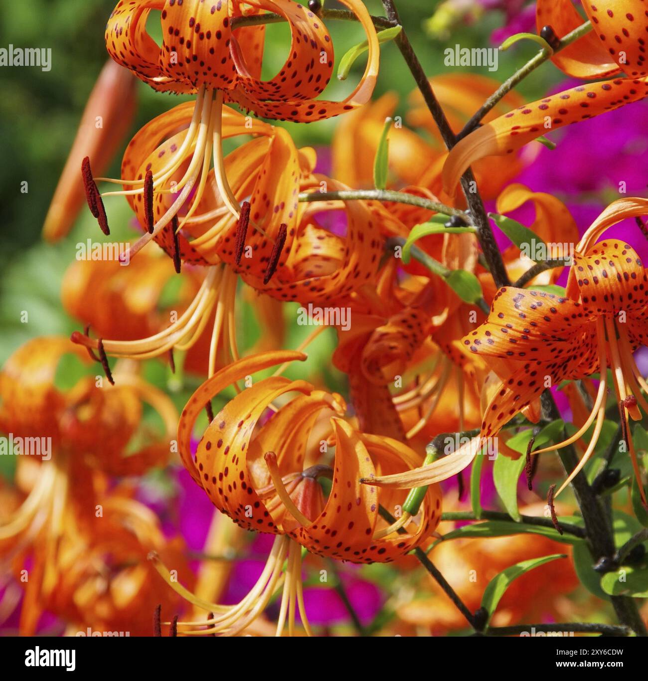 Lily, Lily 17 Stockfoto