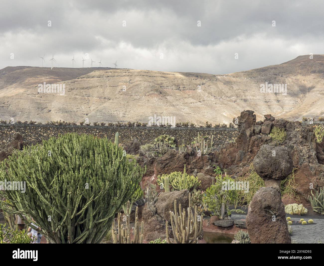 Großer Kaktusgarten mit zahlreichen Kakteen und Felsen vor bewölktem Himmel, Lanzarote, Kanarische Inseln, Spanien, Europa Stockfoto