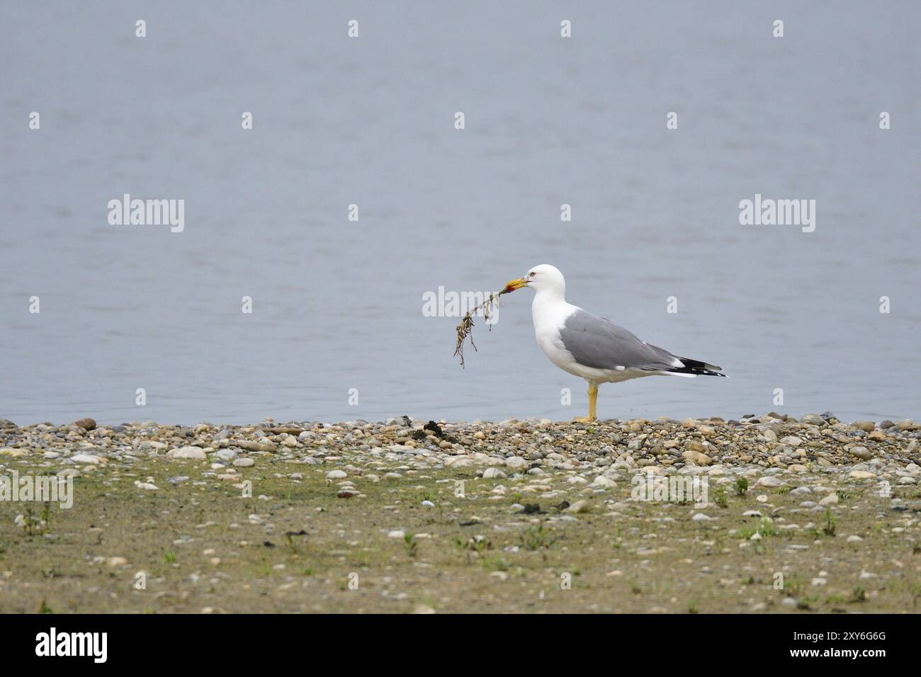 Adulte Gelbbeinmöwe (Larus michahellis) im Zuchtgefieder, Gelbbeinmöwe-Balz Stockfoto