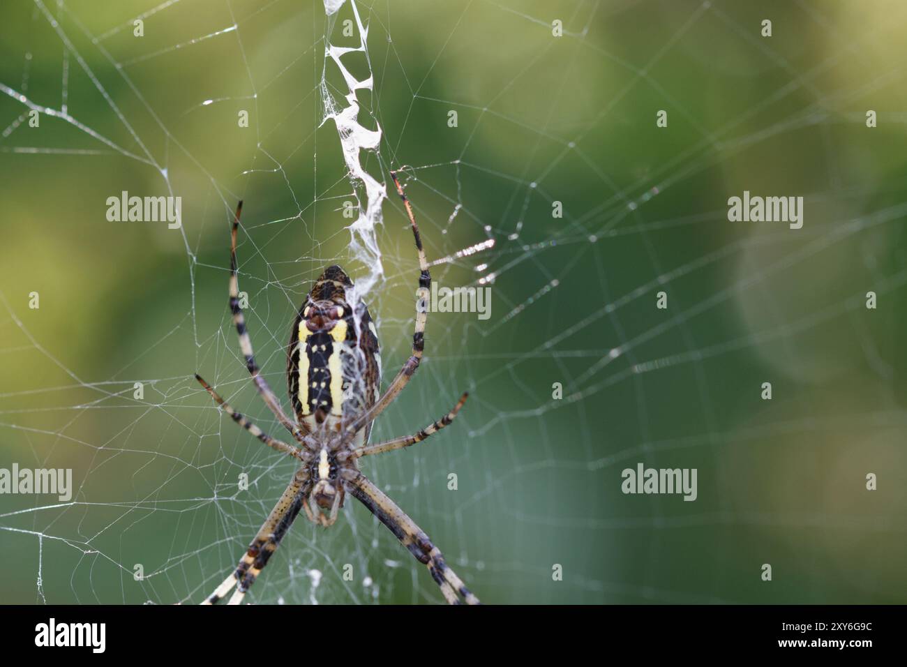 Gelbe und schwarze Kugel-Weber-Spinne im Web mit Bokeh-Kopierraum Stockfoto
