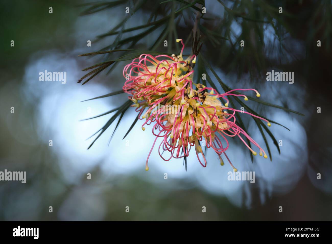 Grevillea Im Rahmen Stockfoto