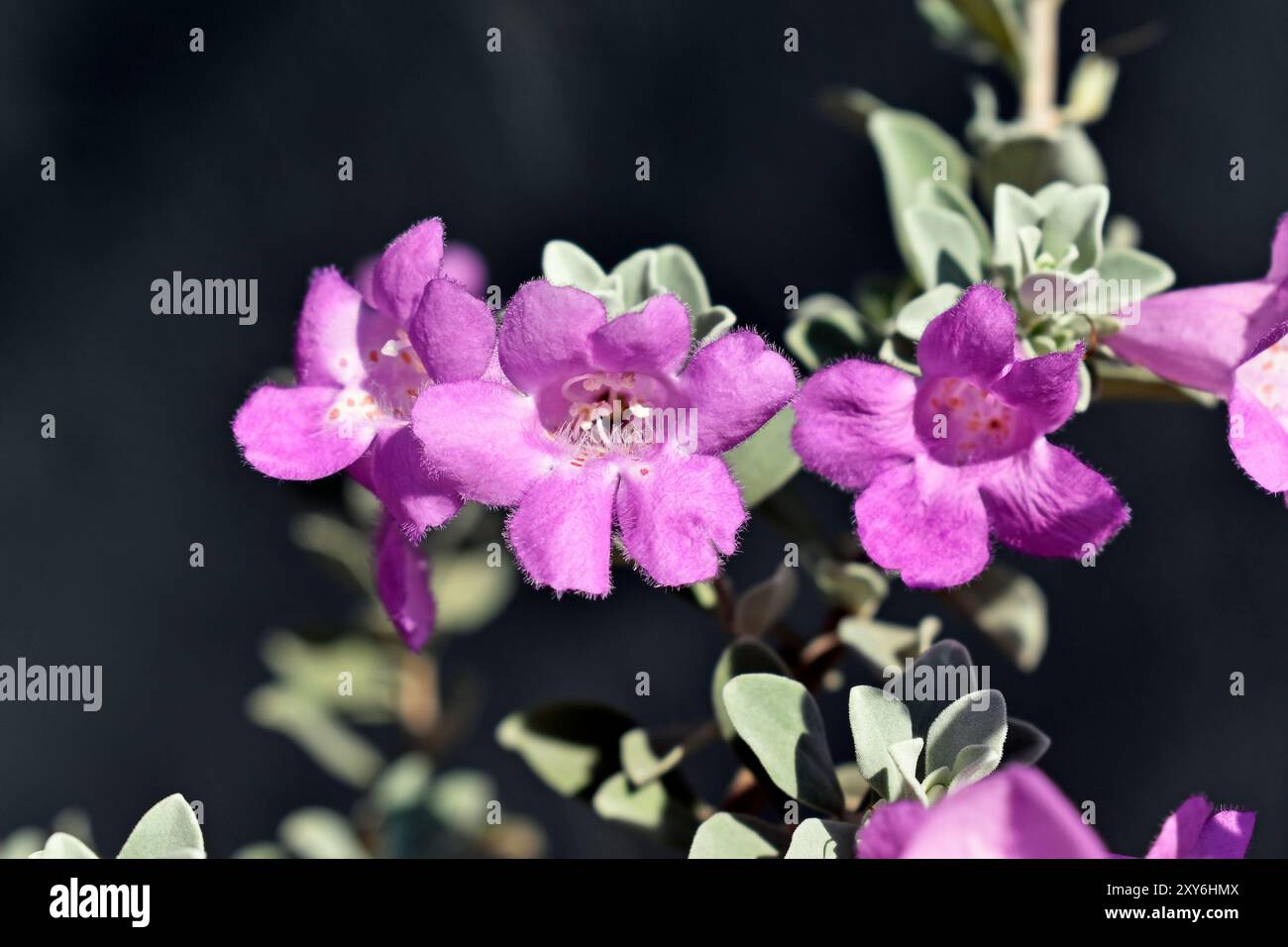 Texanische Salbeiblumen (Leucophyllum frutescens) im Garten in Ribeirao Preto, Sao Paulo, Brasilien Stockfoto