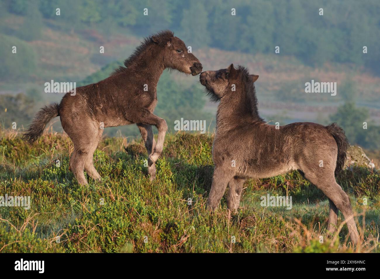Verspielte Dartmoor-Ponys Stockfoto