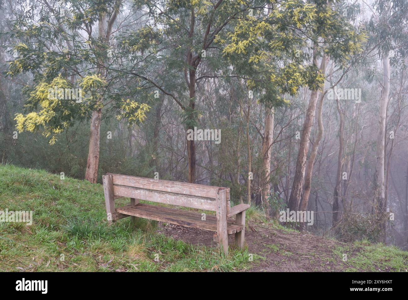 Bank, Wattle und Billabong Stockfoto