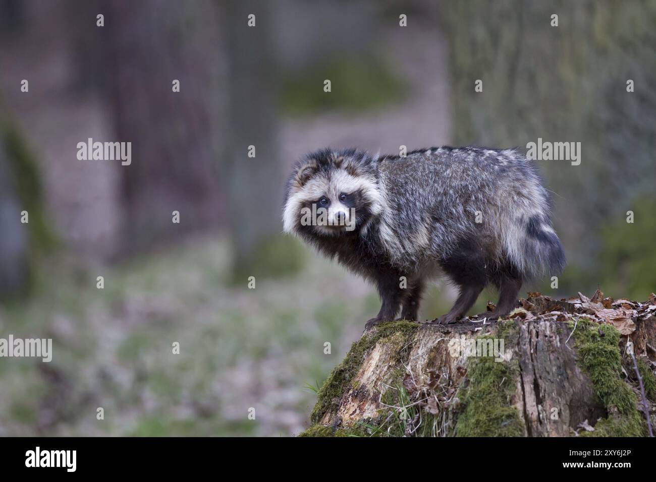 Marderhund, Nyctereutes procyonoides, Marderhund Stockfoto