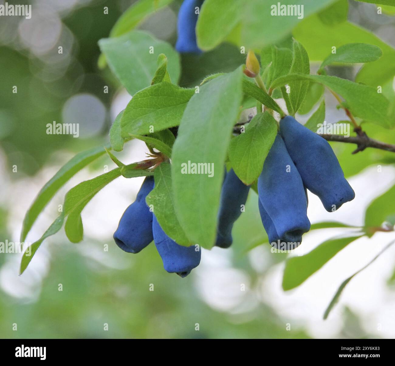 Mayberry, Süße Geißblatt 02 Stockfoto