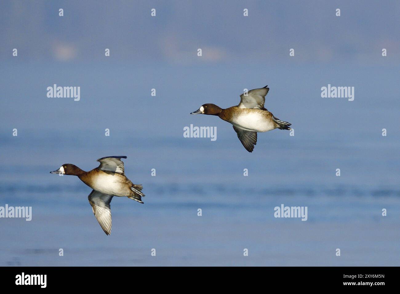 Grossspülfrau im Winter in sächsisch. Bergenten im Winter in Sachsen Stockfoto