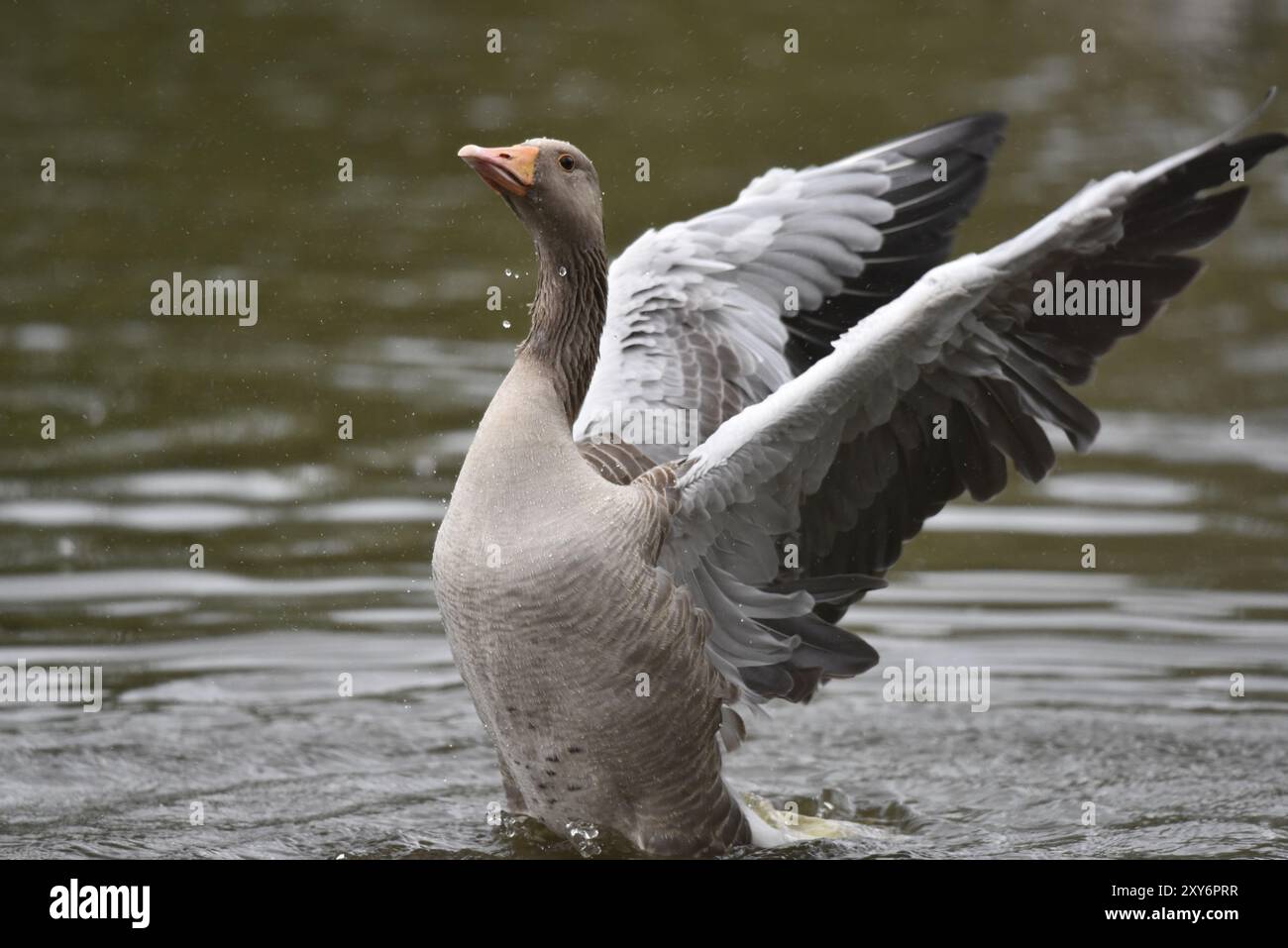 Close-up Porträt einer Graugans (Anser anser) aufrecht im Wasser mit nach hinten gestreckten Flügeln und hoch gehaltenem Kopf bedeckt in Wassertröpfchen, Großbritannien Stockfoto