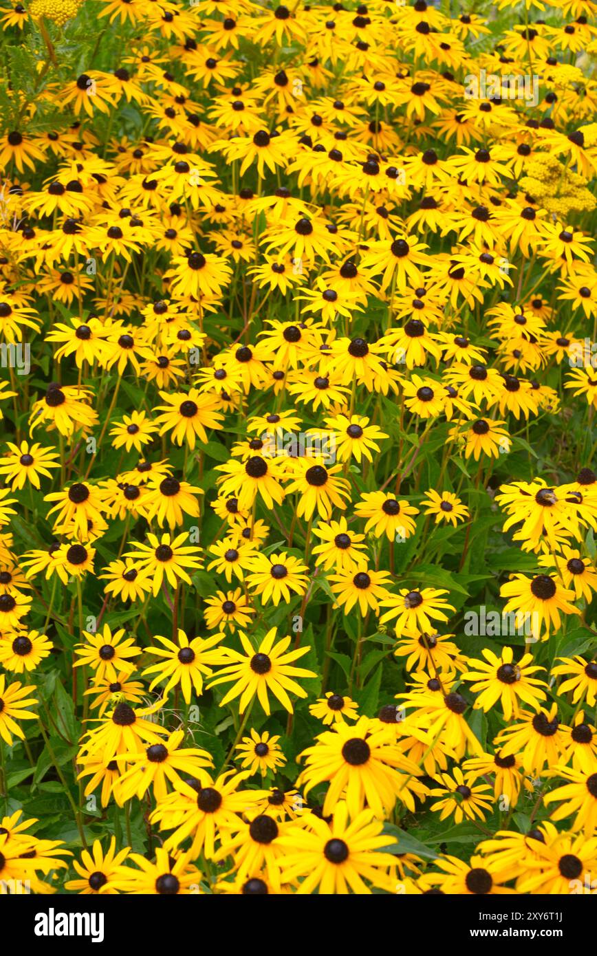 Schöner gelber Koneflorhaufen in einem Garten Stockfoto