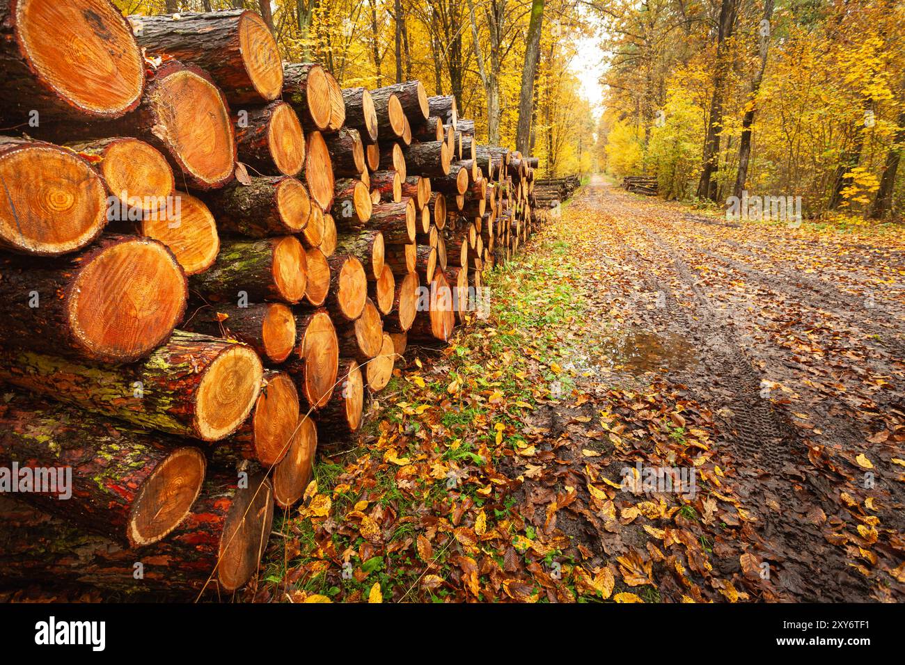 Nasse Holzstücke liegen auf einem Pfahl an der Straße im Herbstwald in Ostpolen Stockfoto