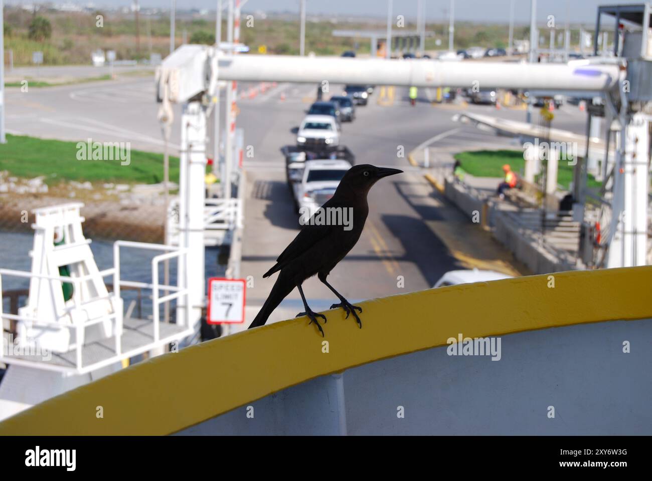 Ein Grackle auf einer Inselfähre. Stockfoto