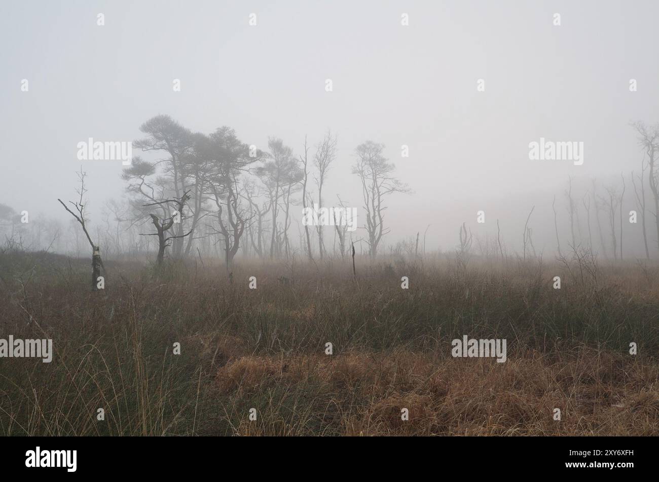 Bäume auf Sumpfgebieten bei dichtem Herbstnebel Stockfoto