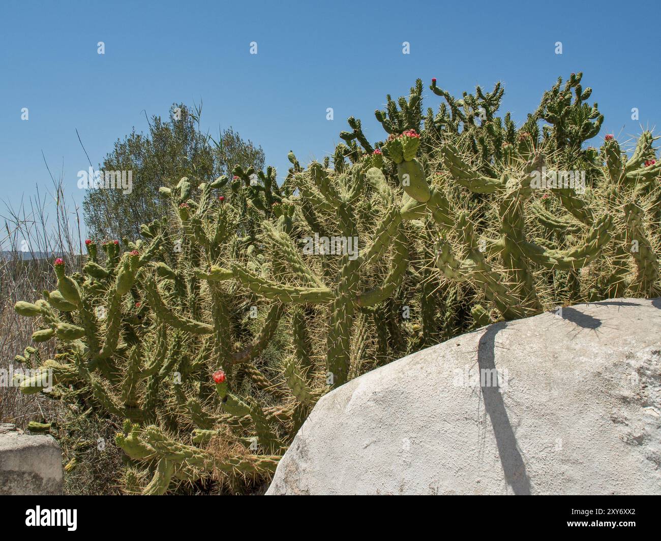 Ein großer Kaktus vor einem blauen Himmel und Stein in einer sonnigen, trockenen Umgebung, ibiza, mittelmeer, spanien Stockfoto