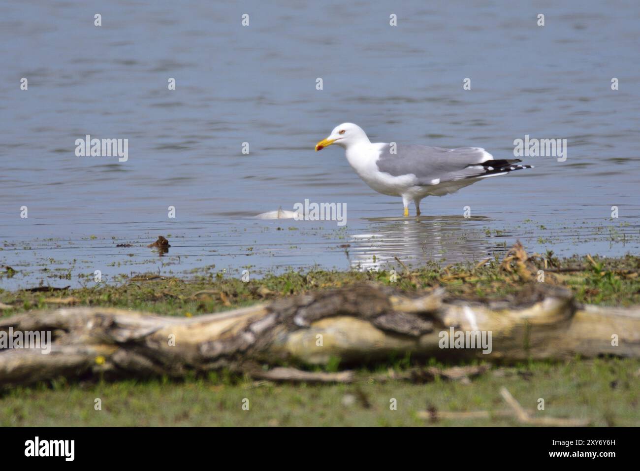 Mediterrane Möwenfütterung in Bayern. Gelbbeinmöwe mit einem Fisch Stockfoto