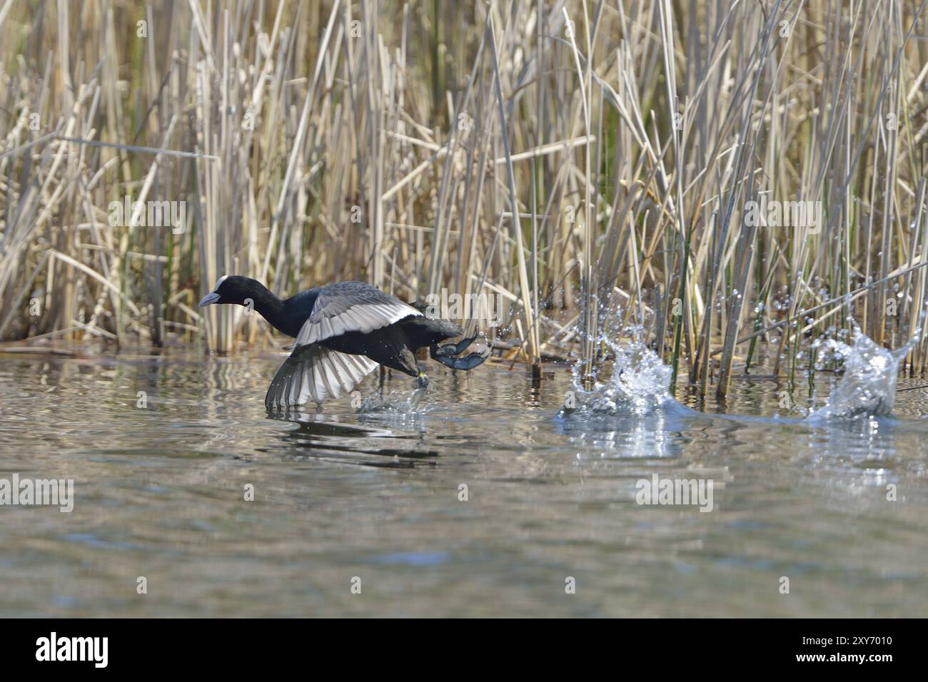 Eurasischer Coot kämpft um Territorium, Schwarzer Coot, Fulica atra, eurasischer Coot Stockfoto