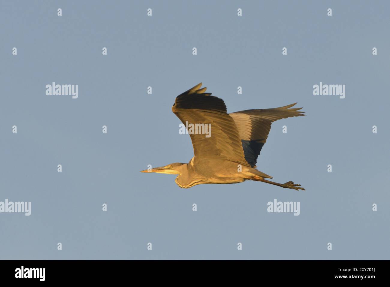 Graureiher, Ardea cinerea, im Flug, Graureiher, im Flug Stockfoto