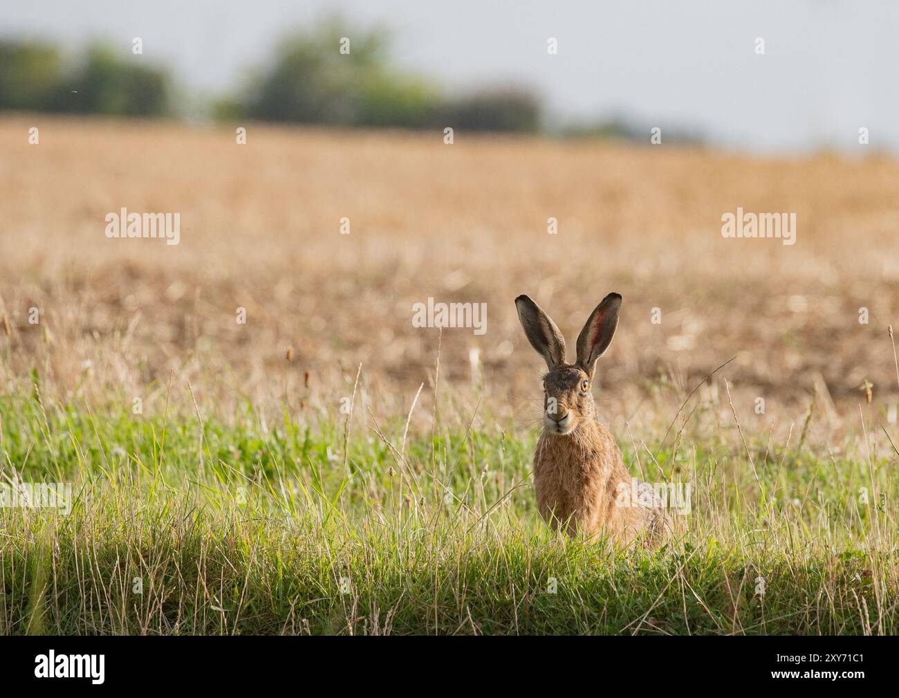 Tierwelt und Landwirtschaft. Ein schüchterner Brauner Hase (Lepus europaeus) mit seinen großen Ohren saß auf einem Grasrand mit einem Stoppelfeld dahinter. Suffolk, Großbritannien Stockfoto
