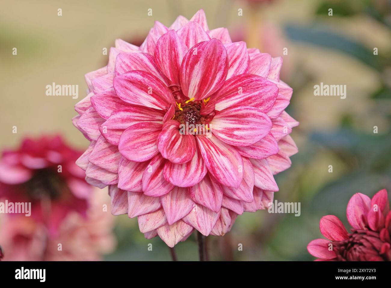 Dunkel rosa dekorative Dahlien „Night Silence“ in Blüte. Stockfoto