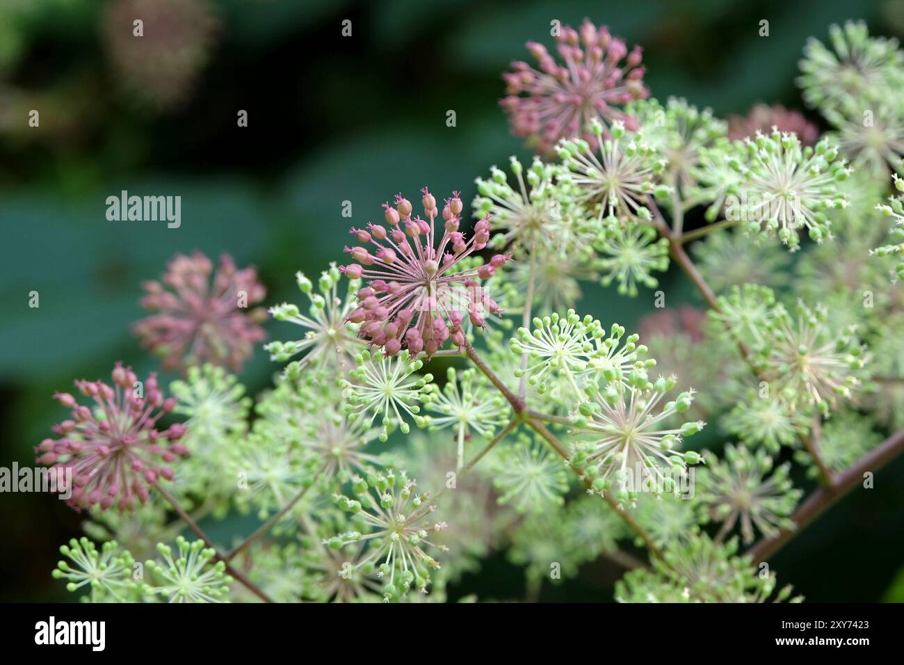 Samenkopf des Aralia cordata, auch bekannt als japanischer Spitzhund, Bergspargel oder Udo „Sonnenkönig“-Buschs. Stockfoto