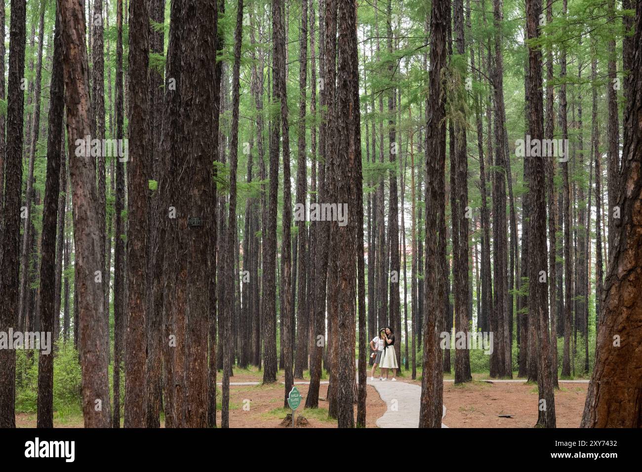 (240828) -- PEKING, 28. August 2024 (Xinhua) -- die Menschen haben Spaß im Songyuan Park in Mohe City, nordöstlich Chinas Provinz Heilongjiang, 4. Juli 2024. Nach einer boomenden Eis- und Schneesaison im letzten Winter erleben die nordöstlichen chinesischen Attraktionen, die zuvor für ihre spektakulären Winterszenen bekannt waren, jetzt einen rasanten Anstieg des Sommertourismus. Chinas nordöstliche Region mit reichlich Eis- und Schneeressourcen hat auch eine hohe Waldbedeckung und angenehme Temperaturen im Sommer. Durch die Schaffung eines dualen touristischen Images -- Eis und Schnee im Winter und kühle Ausflugsziele im Sommer -- die lokale Autorität Stockfoto