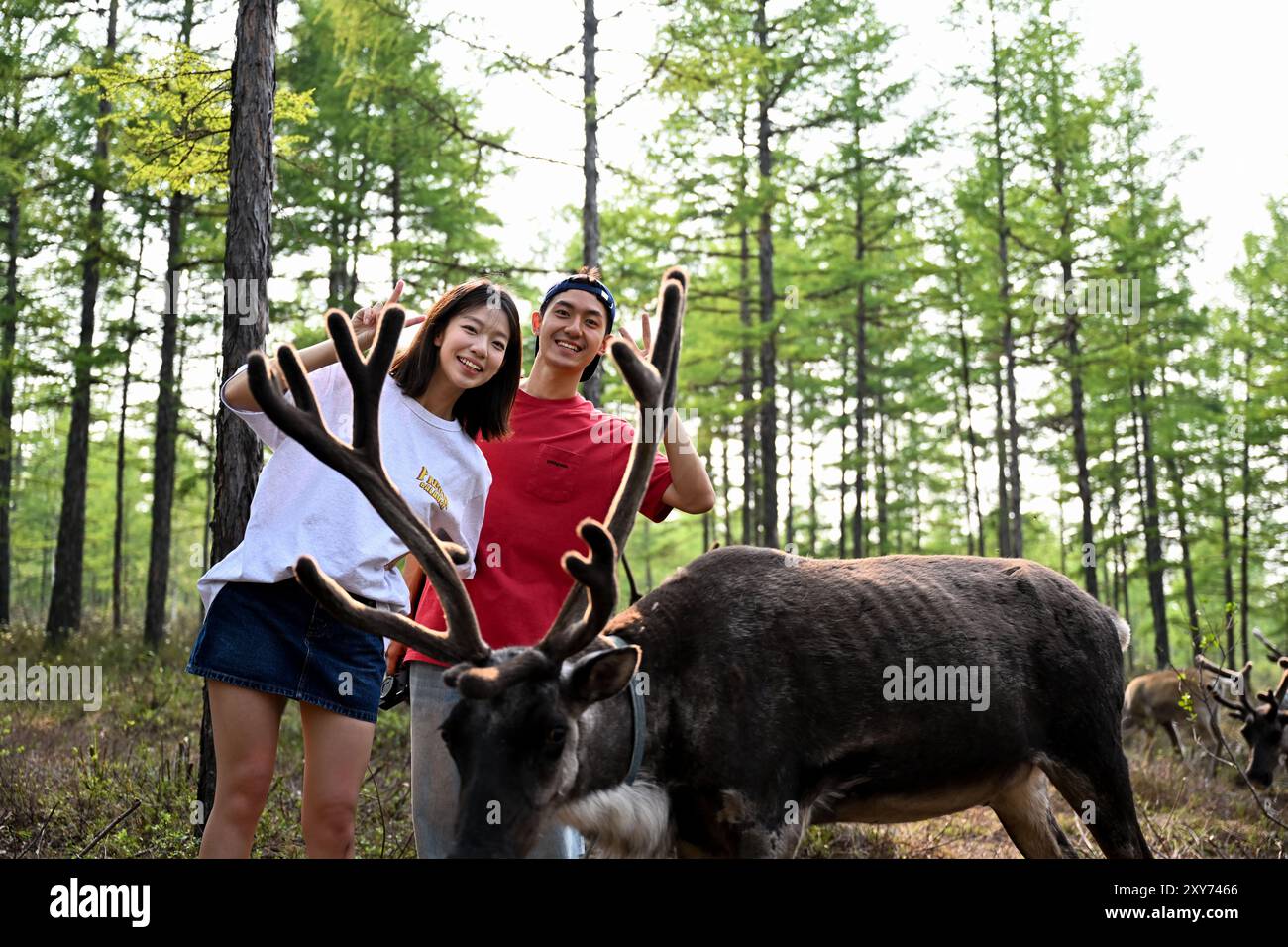 (240828) -- PEKING, 28. August 2024 (Xinhua) -- Touristen posieren für Fotos mit einem Rentier auf der Rentierherde in Genhe Stadt Hulun Buir, Nordchinas autonomer Region Innere Mongolei, 3. Juli 2024. Nach einer boomenden Eis- und Schneesaison im letzten Winter erleben die nordöstlichen chinesischen Attraktionen, die zuvor für ihre spektakulären Winterszenen bekannt waren, jetzt einen rasanten Anstieg des Sommertourismus. Chinas nordöstliche Region mit reichlich Eis- und Schneeressourcen hat auch eine hohe Waldbedeckung und angenehme Temperaturen im Sommer. Durch die Schaffung eines dualen touristischen Images -- Eis und Schnee Stockfoto