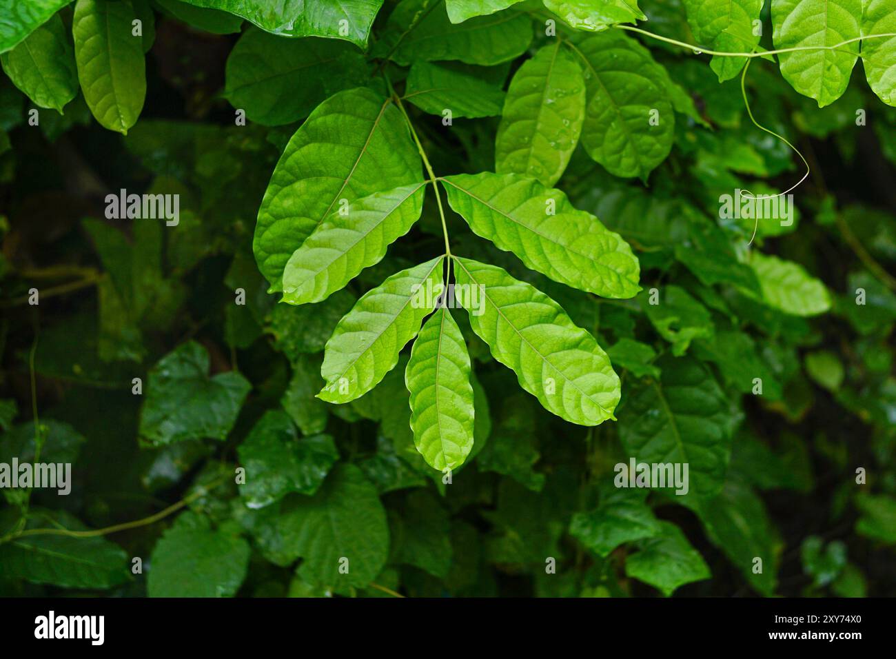 Swietenia Mahagoni Blätter, allgemein bekannt als amerikanisches Mahagoni, kubanisches Mahagoni, kleinblättriges Mahagoni und westindisches Mahagoni Stockfoto