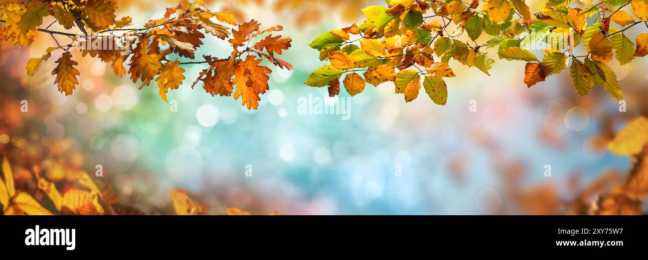 Abstrakte Herbstkulisse mit bunten Buchen- und Eichenblättern auf Zweigen, die den Bokeh-Hintergrund umrahmen Stockfoto Abstrakte Herbstkulisse mit bunten Buchen- und Eichenblättern auf Zweigen, die den Bokeh-Hintergrund umrahmen Stockfoto