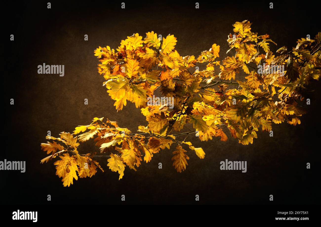 Üppiger Eichenzweig mit gelben Herbstblättern mit klassischem dunkelbraunem Hintergrund Stockfoto Üppiger Eichenzweig mit gelben Herbstblättern mit klassischem dunkelbraunem Hintergrund Stockfoto